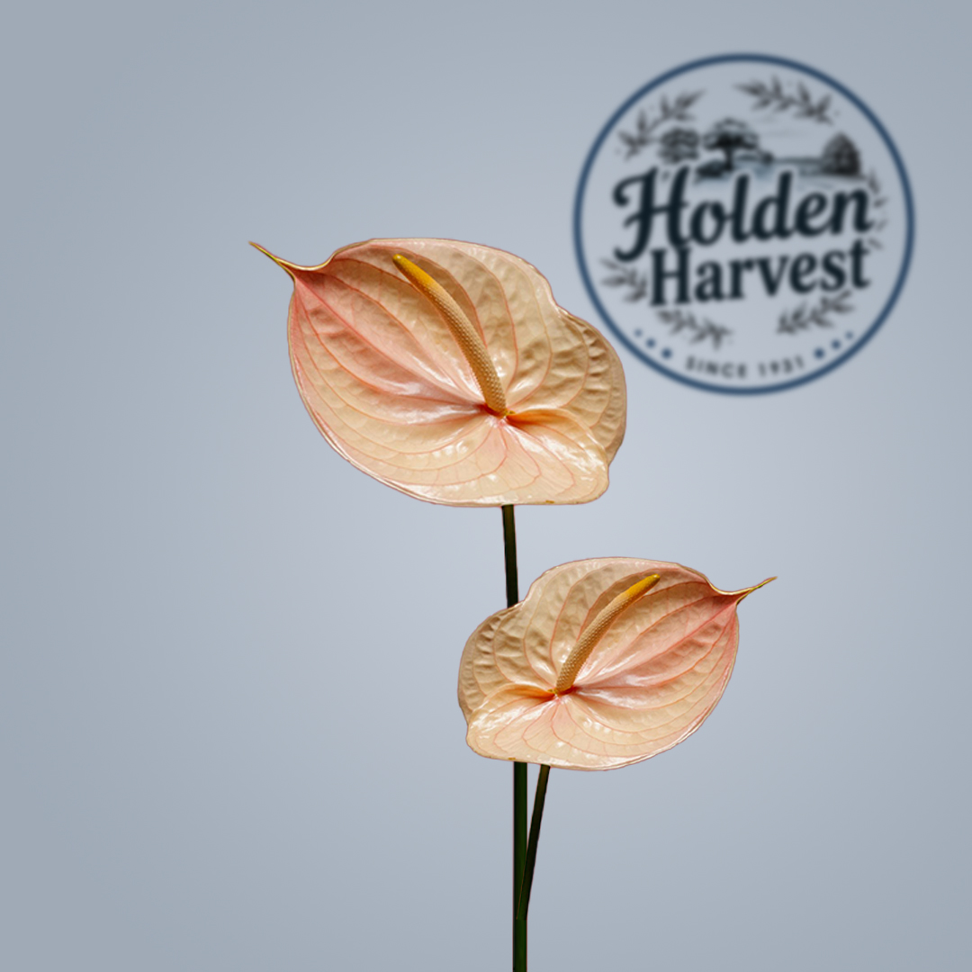 Anthurium -cream